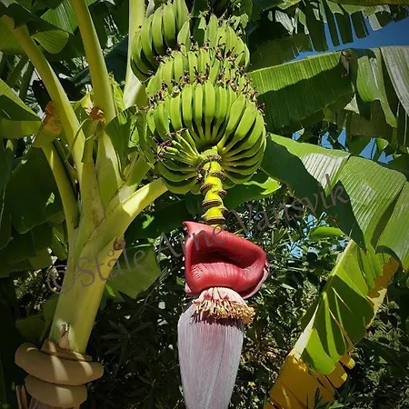 Belka Golf Dublex Apartman *